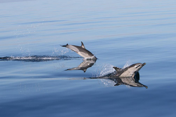 Sailing Tours in Marbella Sailing Tours in Marbella